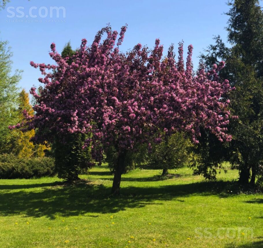 Bērze (Rozenbites), Bērze, Dobele un raj., Bērzes pag. — maja