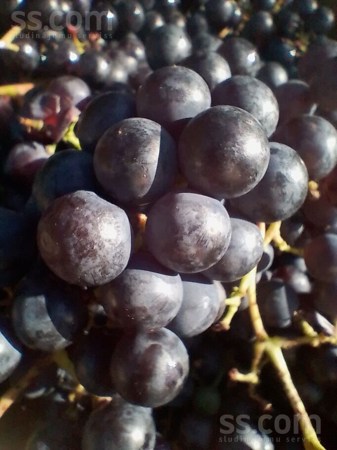 Darzinu2.skerslinija 7, Ogre un raj., Ogre — maja