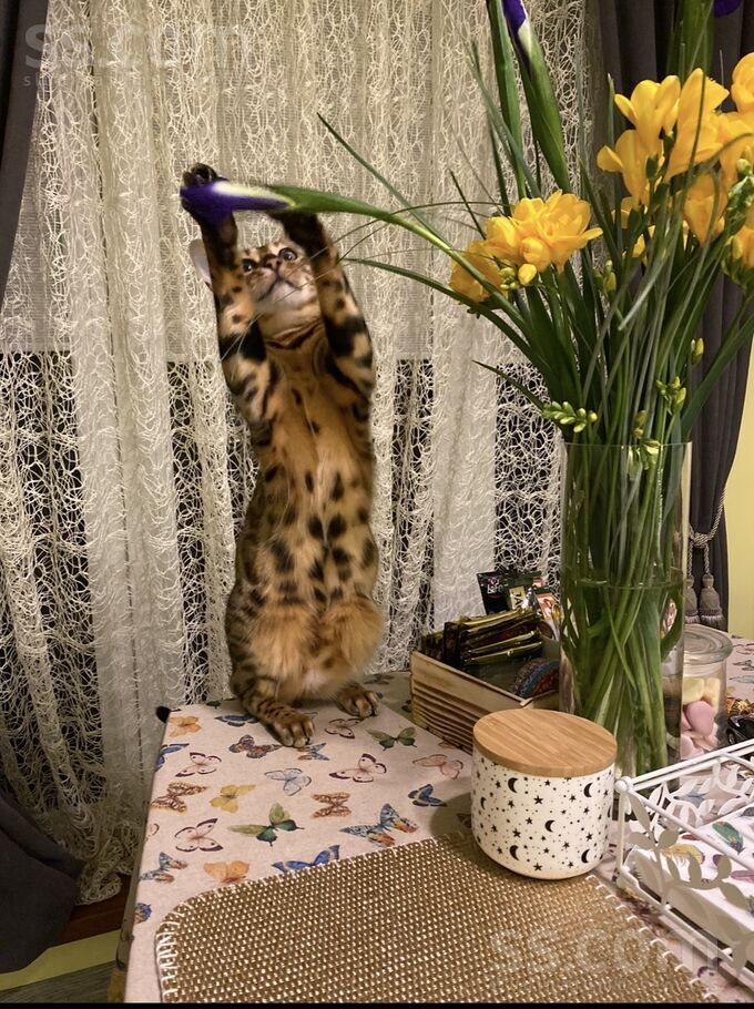 Inženieru 54, Ventspils un raj., Ventspils — maja