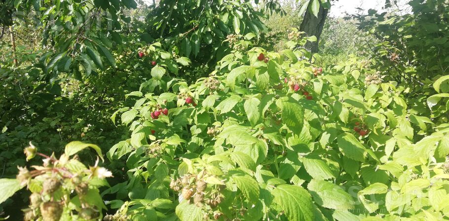 Lauku teritorija 86, Jelgava un raj., Kalnciems — maja