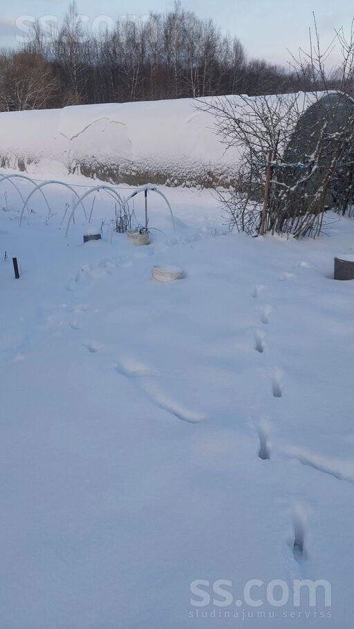 Gravnieki, Daugavpils un raj., Kalkūnes pag. — maja