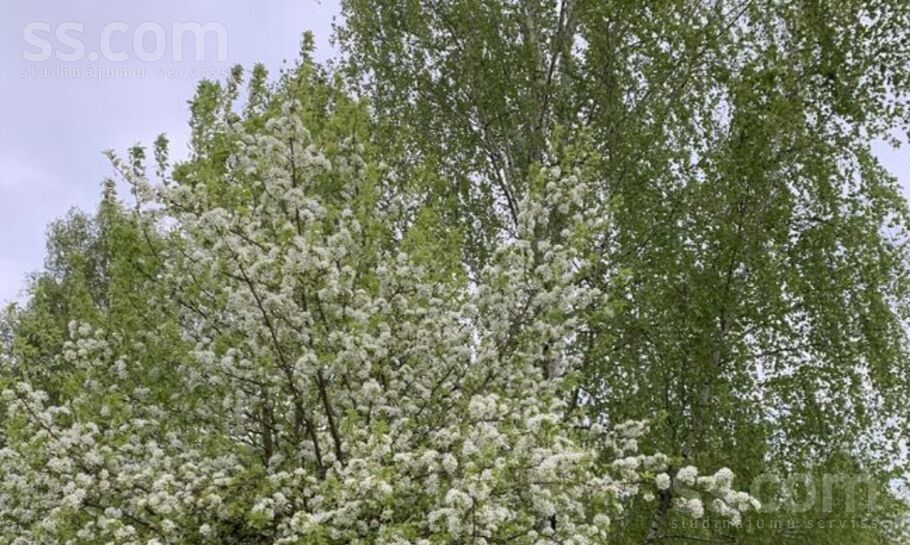 Pokaiņi 402, Parūķis, Dobele un raj., Krimūnu pag. — zeme